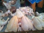 supplier ayam broiler