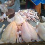 supplier ayam broiler