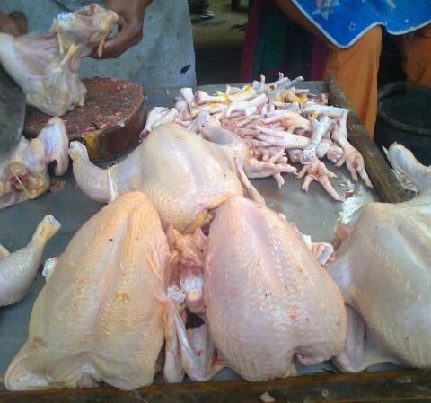 supplier ayam broiler