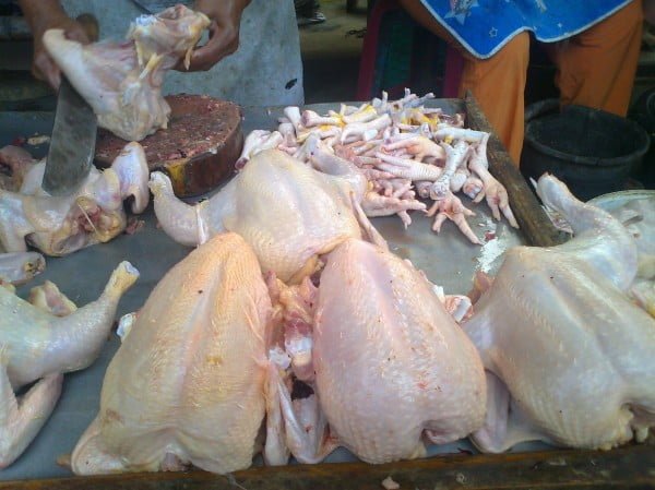 supplier ayam broiler
