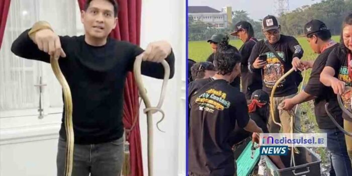 Bupati Indramayu Lepas Ribuan Ular ke Sawah, Sebut Aman dan Sahabat Petani