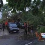 Hujan Deras di Wajo, Pohon Tumbang Timbun Puluhan Kendaraan di Sengkang