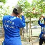Reforma Agraria Bikin Warga Desa Duyu Cuan dari Kebun Anggur