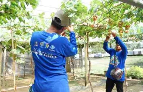 Kampung Anggur di Desa Duyu Bantu Warga Tambah Penghasila