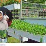 RT/RW di Makassar Wajib Punya Urban Farming, Kalau Tidak Insentif Bisa Terpengaruh