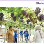 ATR/BPN Gelar Sosialisasi Pendaftaran Tanah Ulayat di Enrekang, Tegaskan Perlindungan Hak Ada 1 Dulu Terdampak Bencana, Kini Kebun Anggur Duyu Jadi Ikon Agrowisata Palu