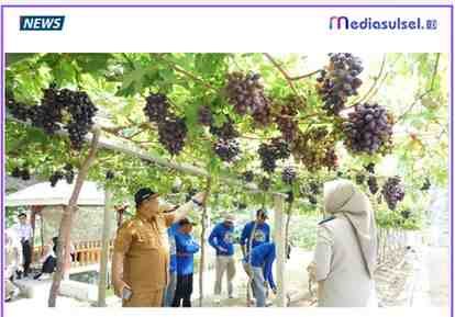 Kebun Anggur di Desa Duyu, Kota Palu, kini berkembang menjadi kawasan agrowisata favorit berkat program Reforma Agraria melalui GTRA Kota Palu. Screenshot2026 01 2915323