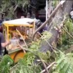 Waspada Pohon Tumbang di Makassar! DLH Minta Warga Segera Hubungi 081141100777