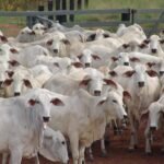 57.879 Sapi Kurban Dibutuhkan Sulsel: Disnakeswan Pastikan Stok Surplus 23.996 Ekor