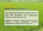 Lahan Sawah Dilindungi (LSD) Ada di Makassar? Cek Infografisnya!