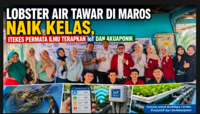 Lobster Air Tawar di Maros Naik Kelas, ITEKES Permata Ilmu Terapkan IoT dan Akuaponik