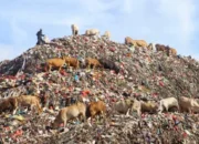 DLH Kota Makassar dan Perumda Pasar Kelola Organik untuk Sapi